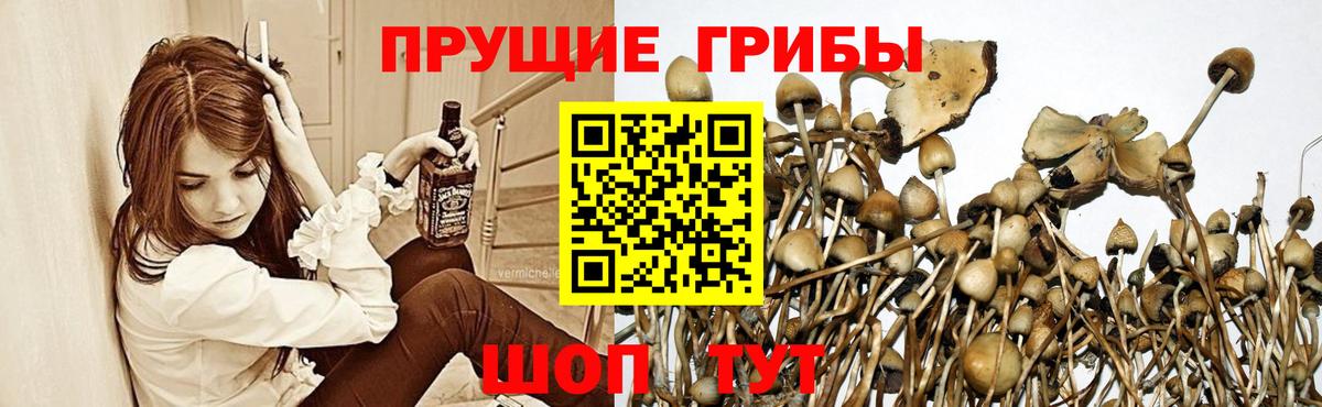 Кудрово  Псилоцибиновые грибы Psilocybine cubensis  Вход с VPN  Псилоцибиновые грибы GOLDEN TEACHER 